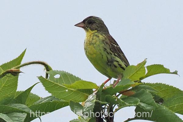 アオジ 2025.08.13