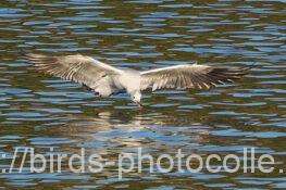 ユリカモメ　2025.11.29