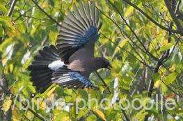 カケス　2025.10.13