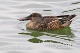 ハシビロガモ　2025.09.24