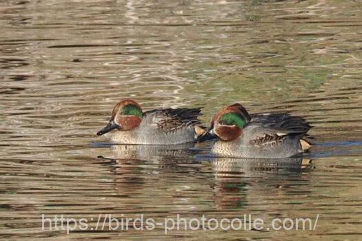 コガモ　2024.01.26