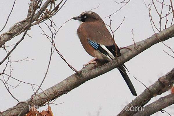 カケス 2025.12.19