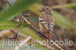 ベニマシコ　2025.11.05