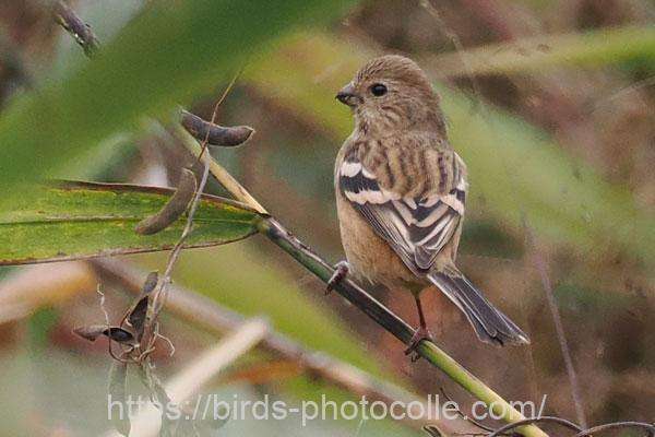 ベニマシコ 2025.11.05