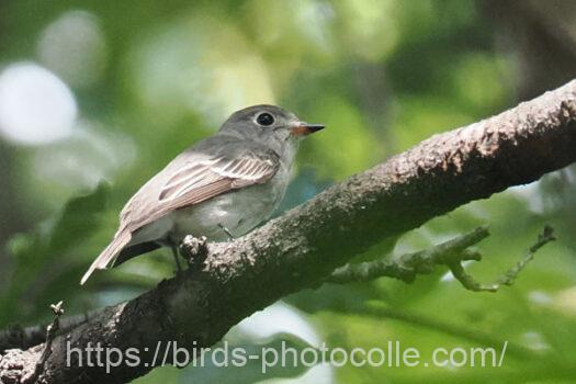 コサメビタキ　2024.09.30