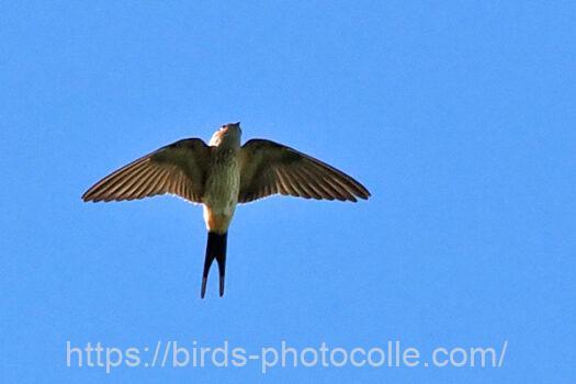 コシアカツバメ　2023.08.11
