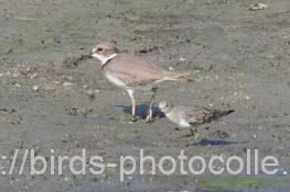 チドリとオジロトウネン　2025.09.18