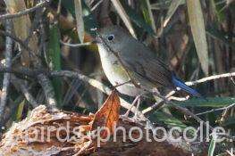 ルリビタキ♀　2026.02.12
