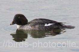 ホオジロガモ　2025.12.23