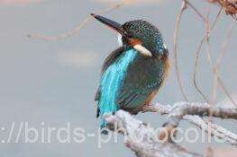 カワセミ　2025.12.19