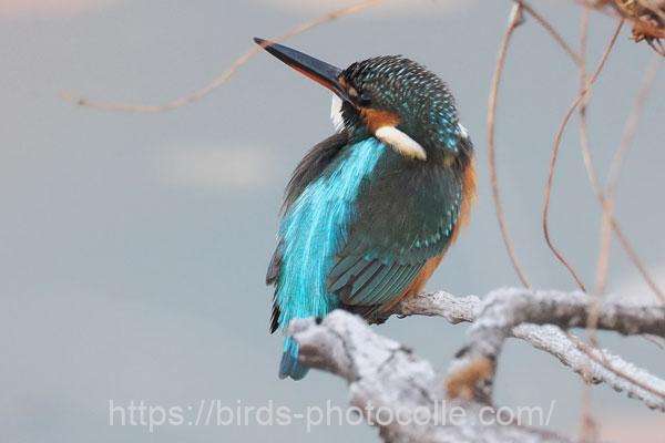 カワセミ　2025.12.19