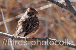 カシラダカ　2026.02.04