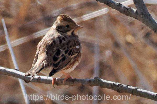 カシラダカ　2026.02.04