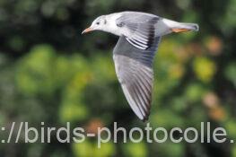 ユリカモメ　2024.12.01