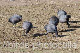 オオバン　2026.01.28