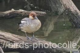 ミコアイサ 2025.06.02