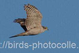 ハイタカ　2026.02.03