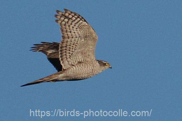 ハイタカ　2026.02.03