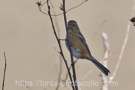 ベニマシコ221109