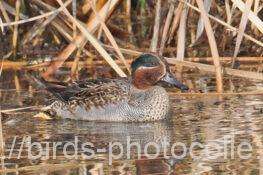 コガモ　2026.01.05