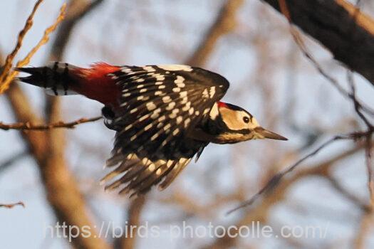 アカゲラ230206-1