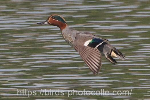 コガモ　2024.03.14