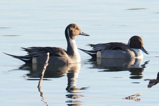 オナガガモ　2025.01.18