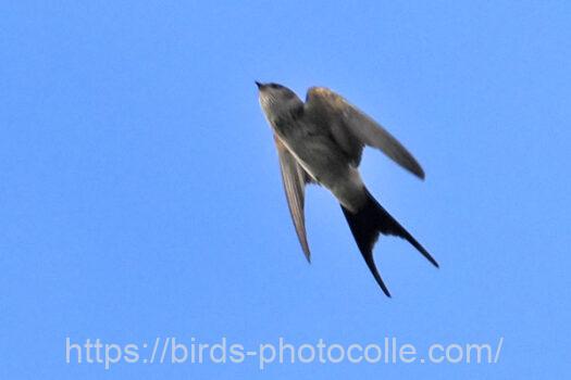 コシアカツバメ　2024.09.14