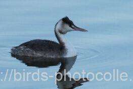 少なくなったカンムリカイツブリ　2025.12.29