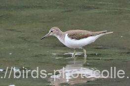 イソシギ　2025.10.15