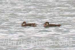 トモエガモ　2025.11.10