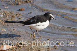 セグロセキレイ　2026.01.28