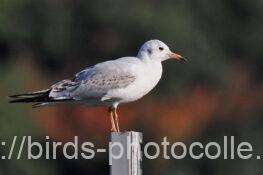 ユリカモメ　2025.11.14