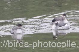 今シーズン初観察ハジロカイツブリ 2024.11.15