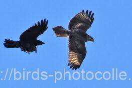 ノスリ　2025.10.29