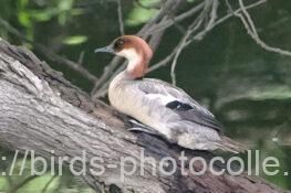 ミコアイサ 2025.06.25