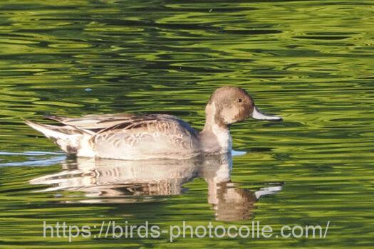 オナガガモ　2023.10.31