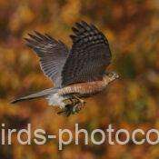 メジロを捕捉ハイタカ　2025.12.11