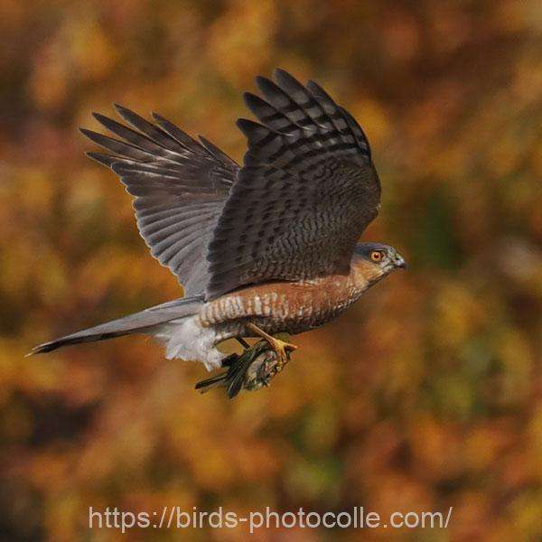 メジロを捕捉ハイタカ 2025.12.11