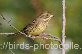 アオジ　2025.11.20