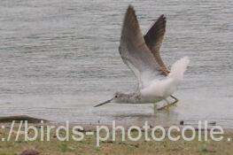 アオアシシギ　2025.10.22