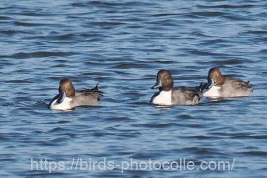 オナガガモ　2024.11.03