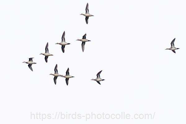 40分後のトモエガモ　2026.02.27