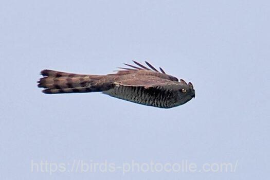 ハイタカ　2024.03.29