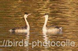 カンムリカイツブリ　2025.12.09