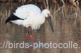 コウノトリ（J0828）　2026.02.02