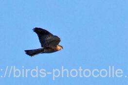 ハイタカ　2026.01.30