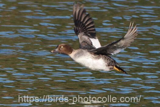 ホオジロガモ　2025.01.22