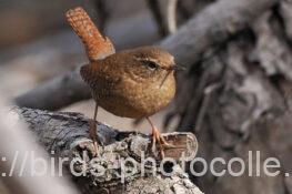 ミソサザイ 2025.02.19