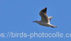 勅使池のユリカモメ200121